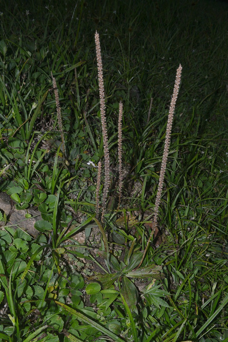 Plantago australis subsp. hirtella
