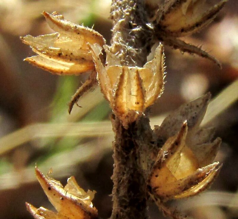 Plantago australis subsp. hirtella photo 2