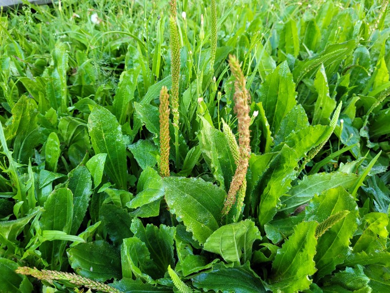 Plantago australis subsp. hirtella photo 3