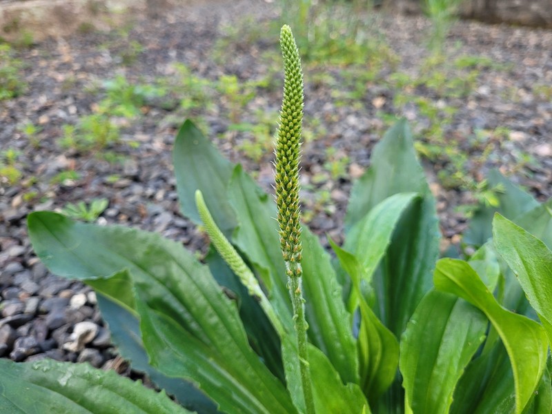 Plantago australis subsp. hirtella photo 4