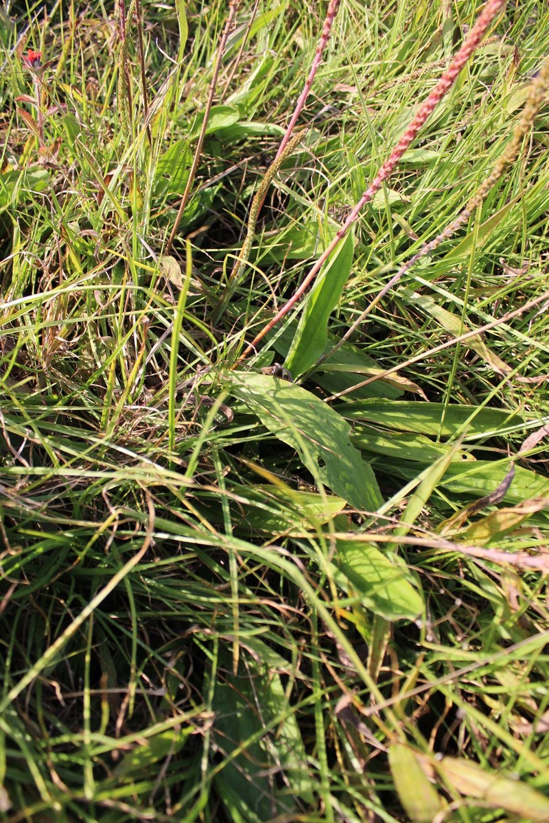 Plantago australis subsp. hirtella photo 5