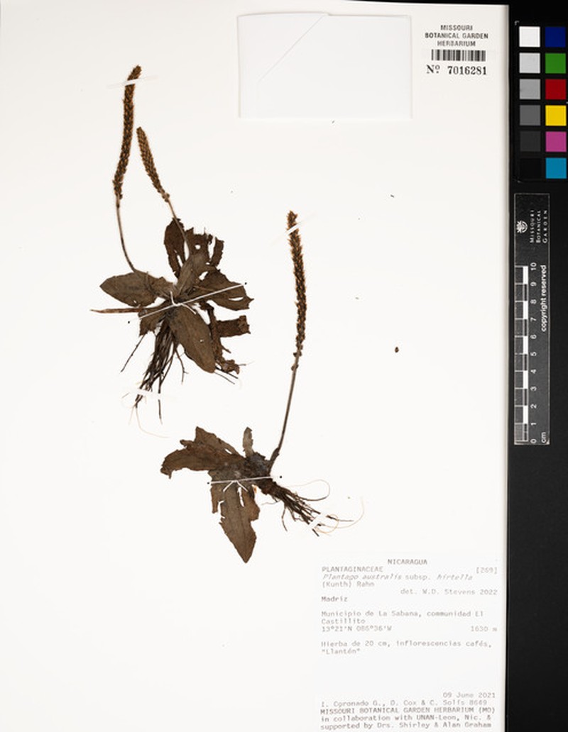 Plantago australis subsp. hirtella photo 6