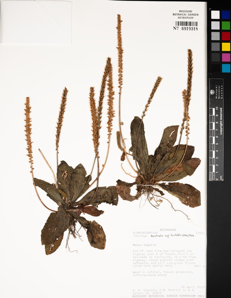 Plantago australis subsp. hirtella photo 7