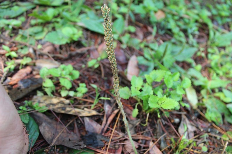 Plantago australis subsp. hirtella photo 8