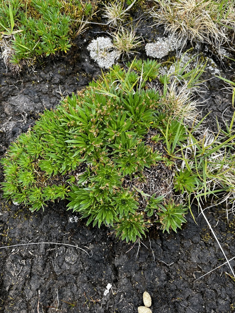 Plantago barbata subsp. barbata