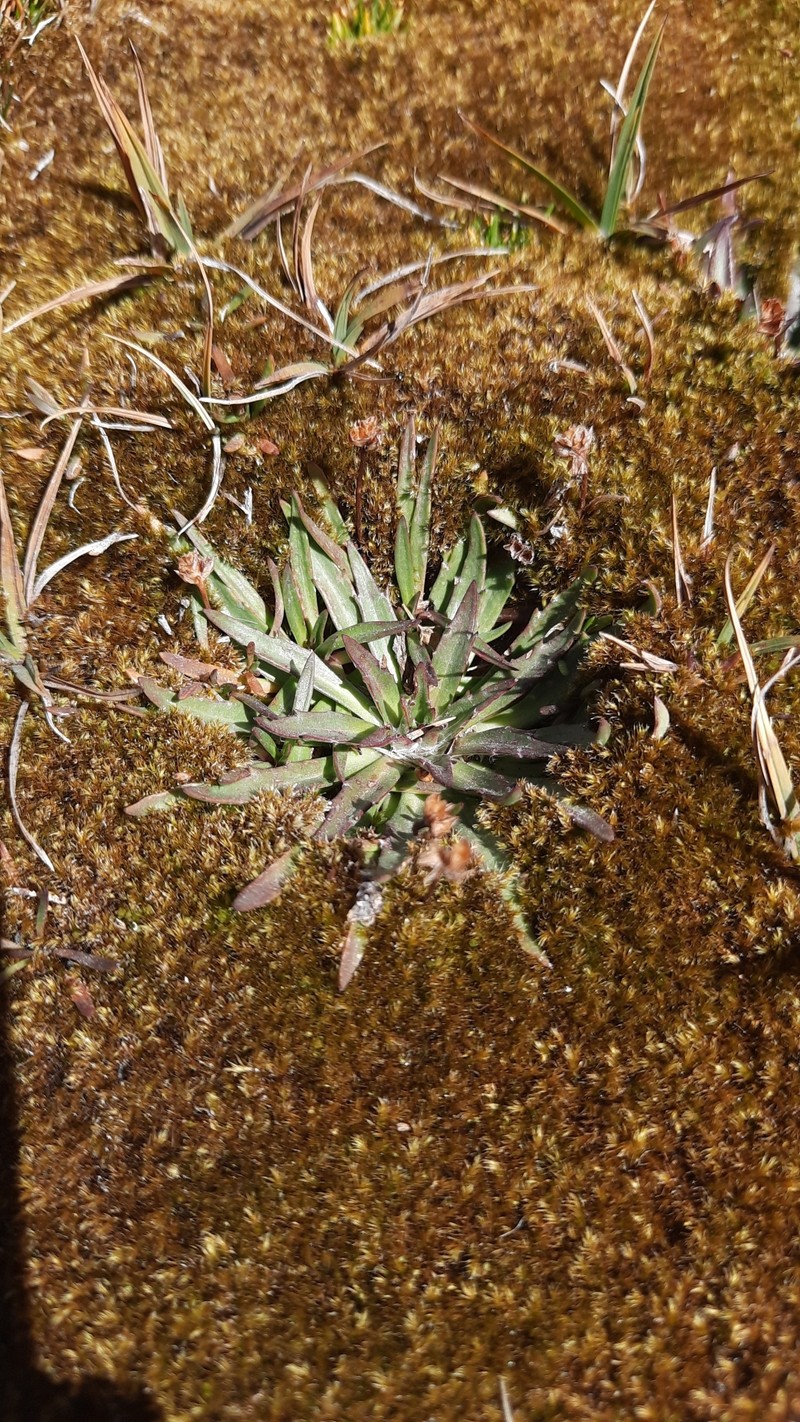 Plantago barbata subsp. barbata photo 2