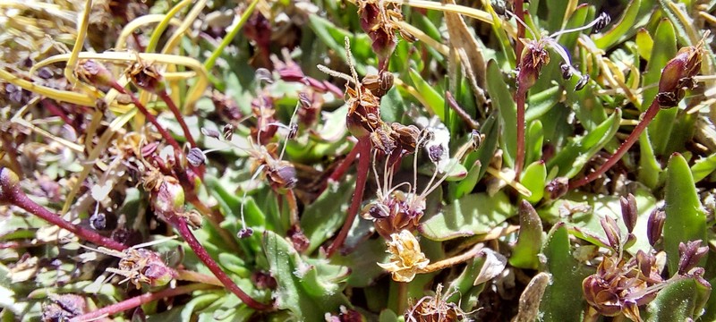 Plantago barbata subsp. barbata photo 3