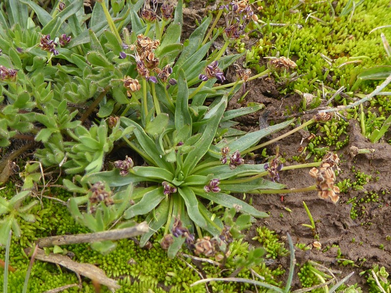 Plantago barbata subsp. barbata photo 4