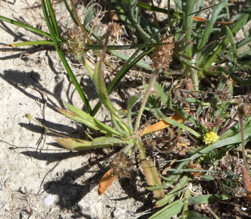 Plantago bellardii subsp. bellardii