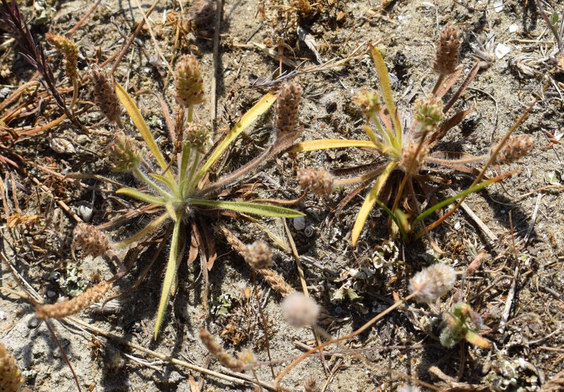 Plantago bellardii subsp. bellardii photo 2