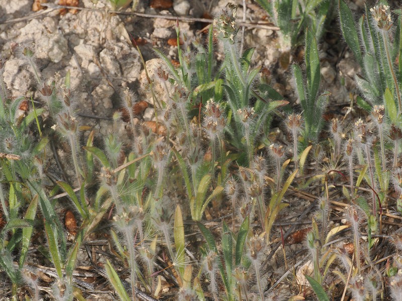 Plantago bellardii subsp. bellardii photo 3
