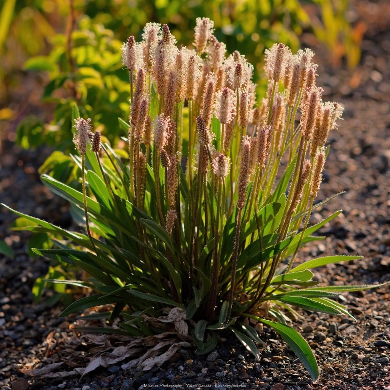 Gray Pubescent Plantain