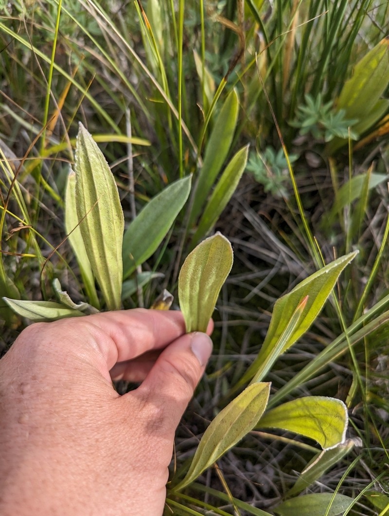 Gray Pubescent Plantain photo 3