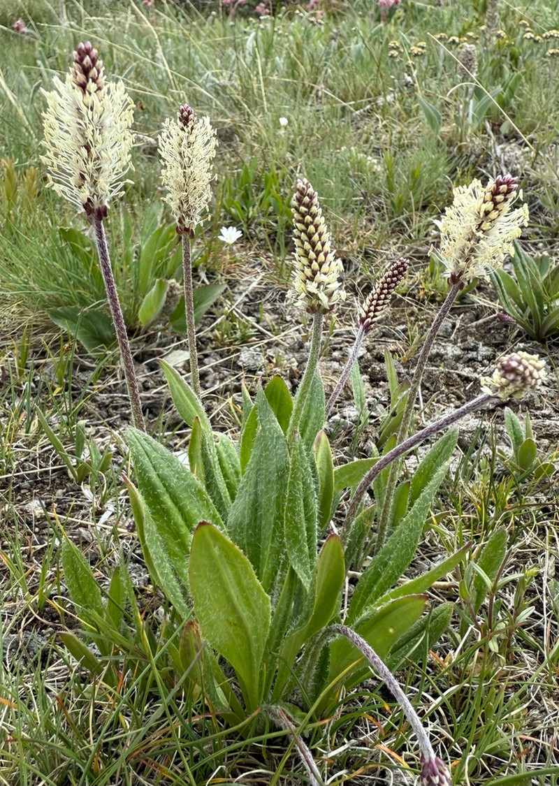 Gray Pubescent Plantain photo 4