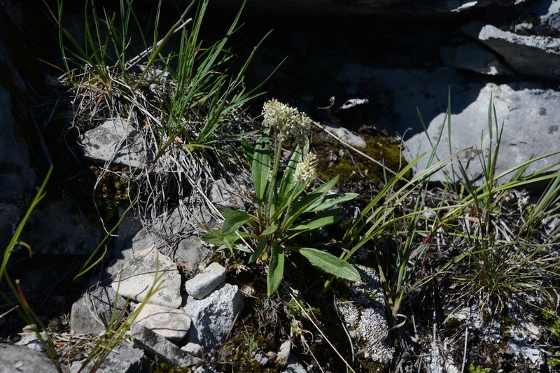 Gray Pubescent Plantain photo 5