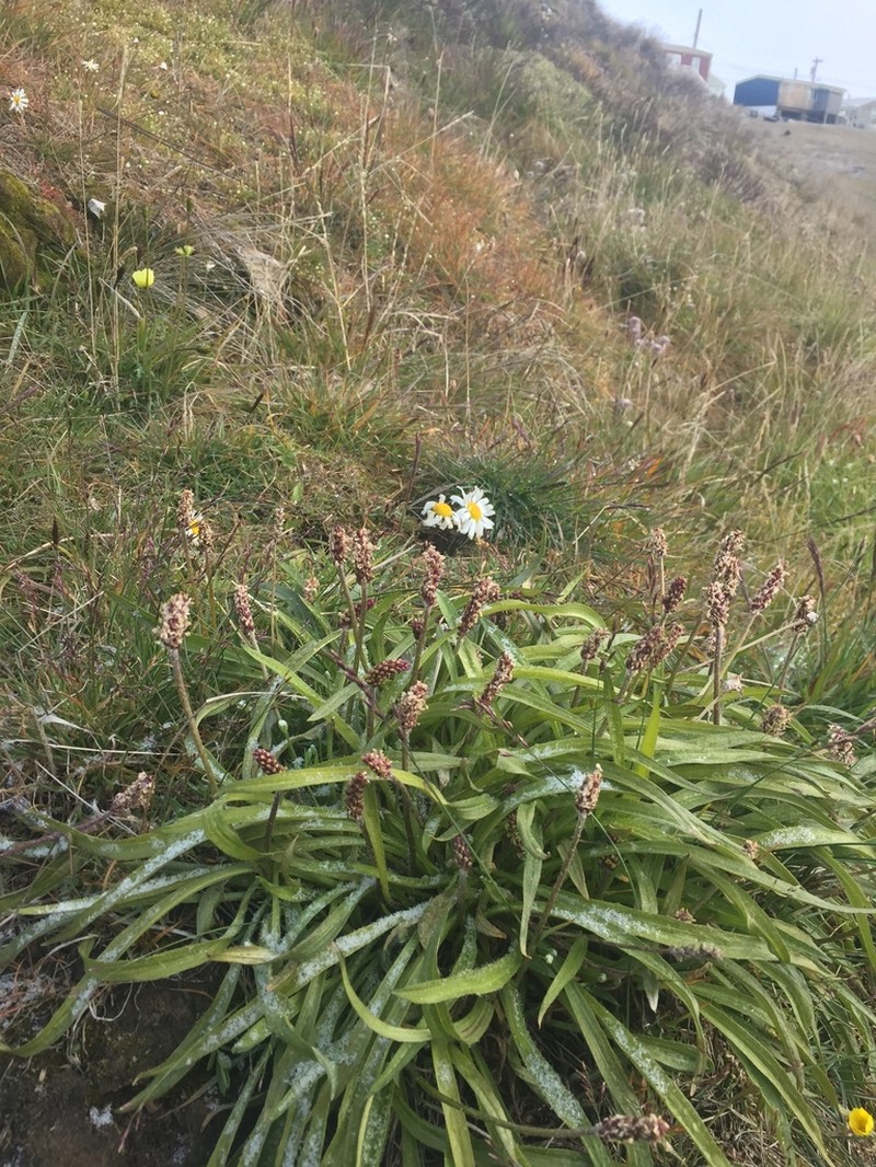 Gray Pubescent Plantain photo 6