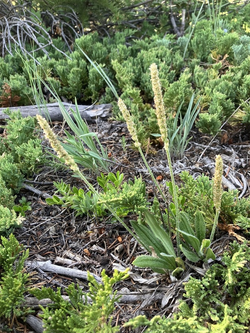 Gray Pubescent Plantain photo 7