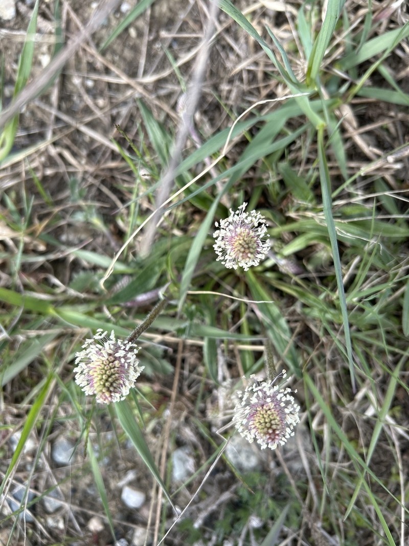 Gray Pubescent Plantain photo 8