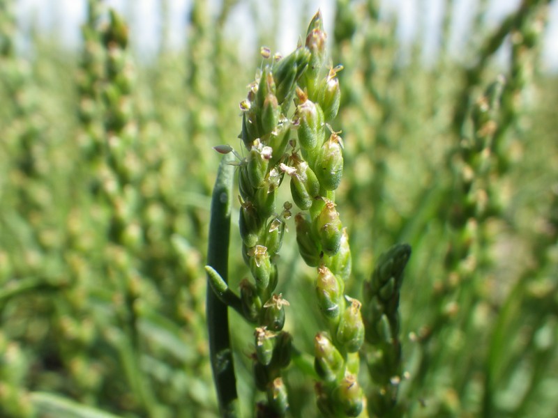 Prairie Plantain photo 3
