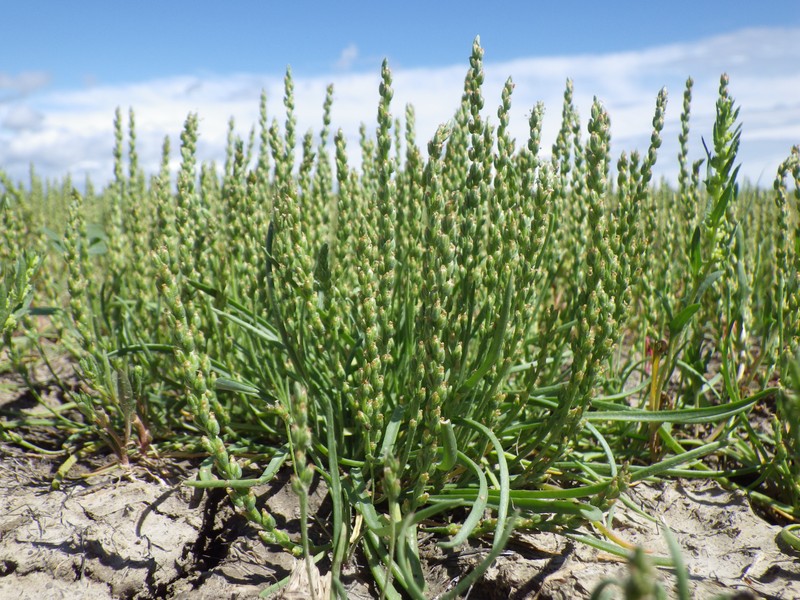 Coast Plantain