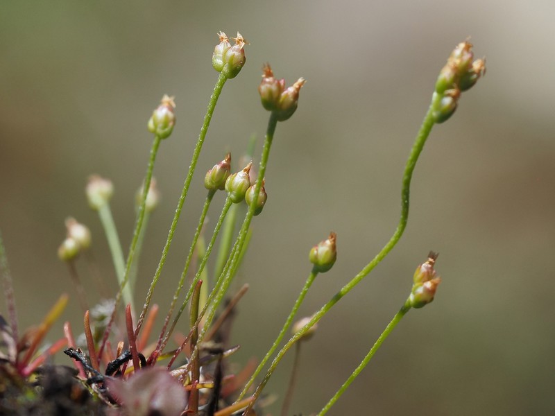 Coast Plantain photo 5