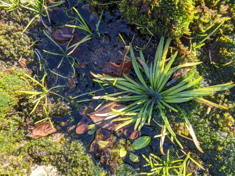 Coast Plantain photo 6