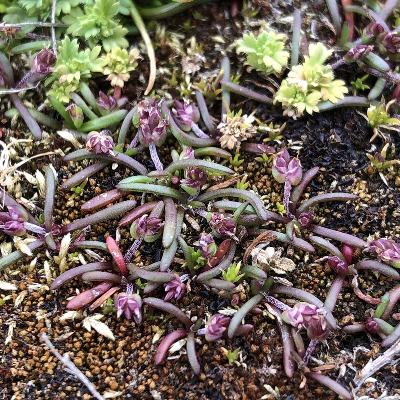 Prairie Plantain photo 3