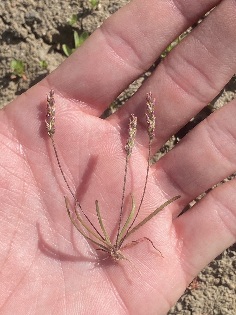 Prairie Plantain photo 4