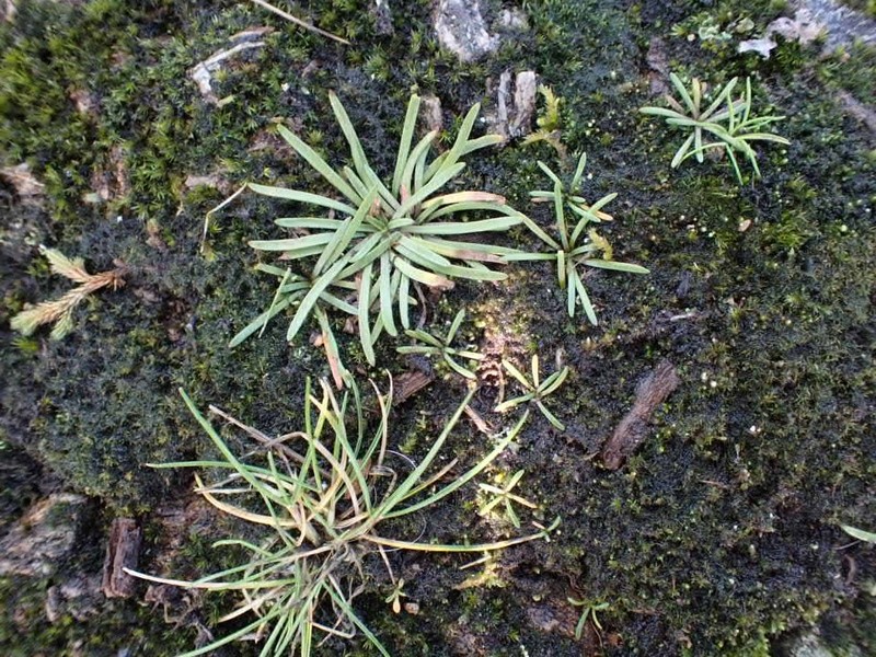 Prairie Plantain photo 7