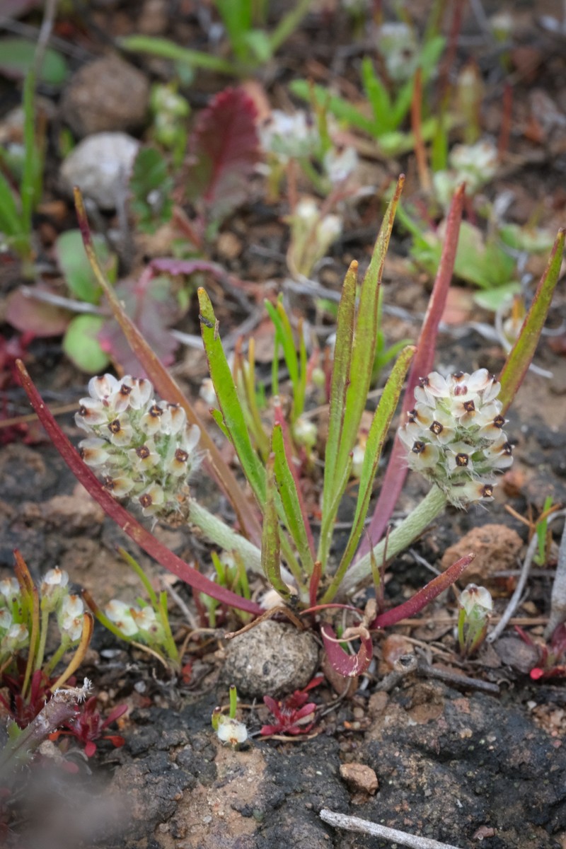 Dotseed Plantain
