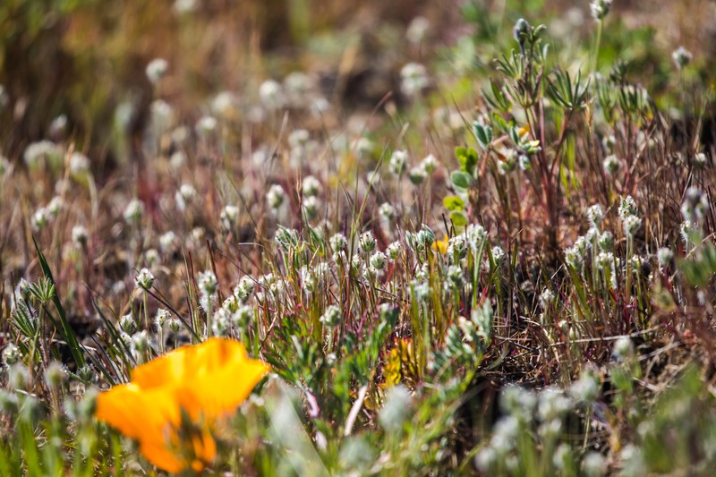 Dotseed Plantain photo 2