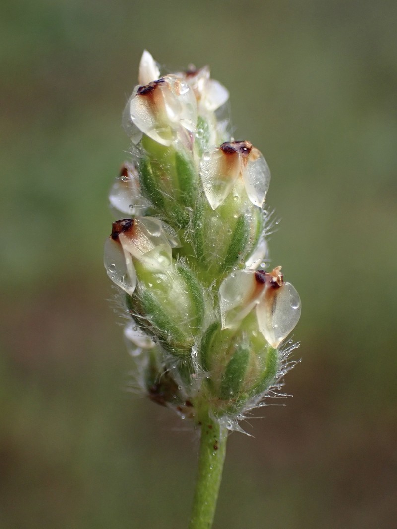 Dotseed Plantain photo 3