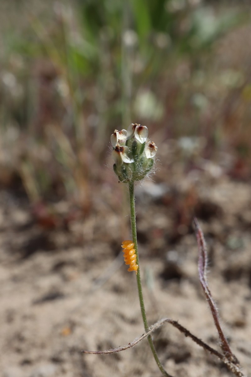 Dotseed Plantain photo 4