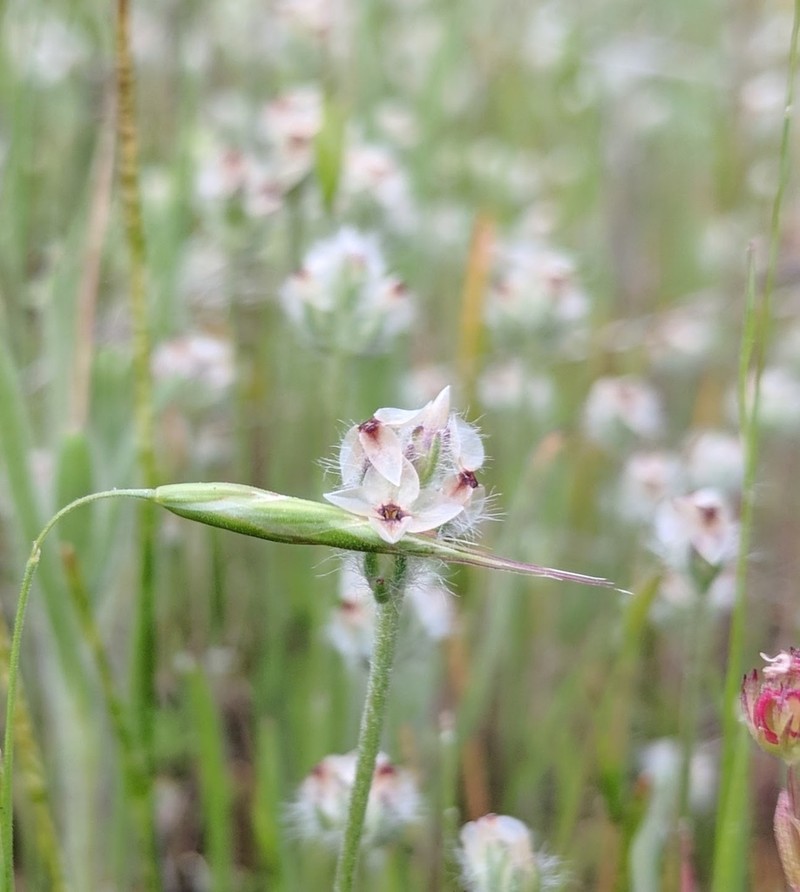 Dotseed Plantain photo 5