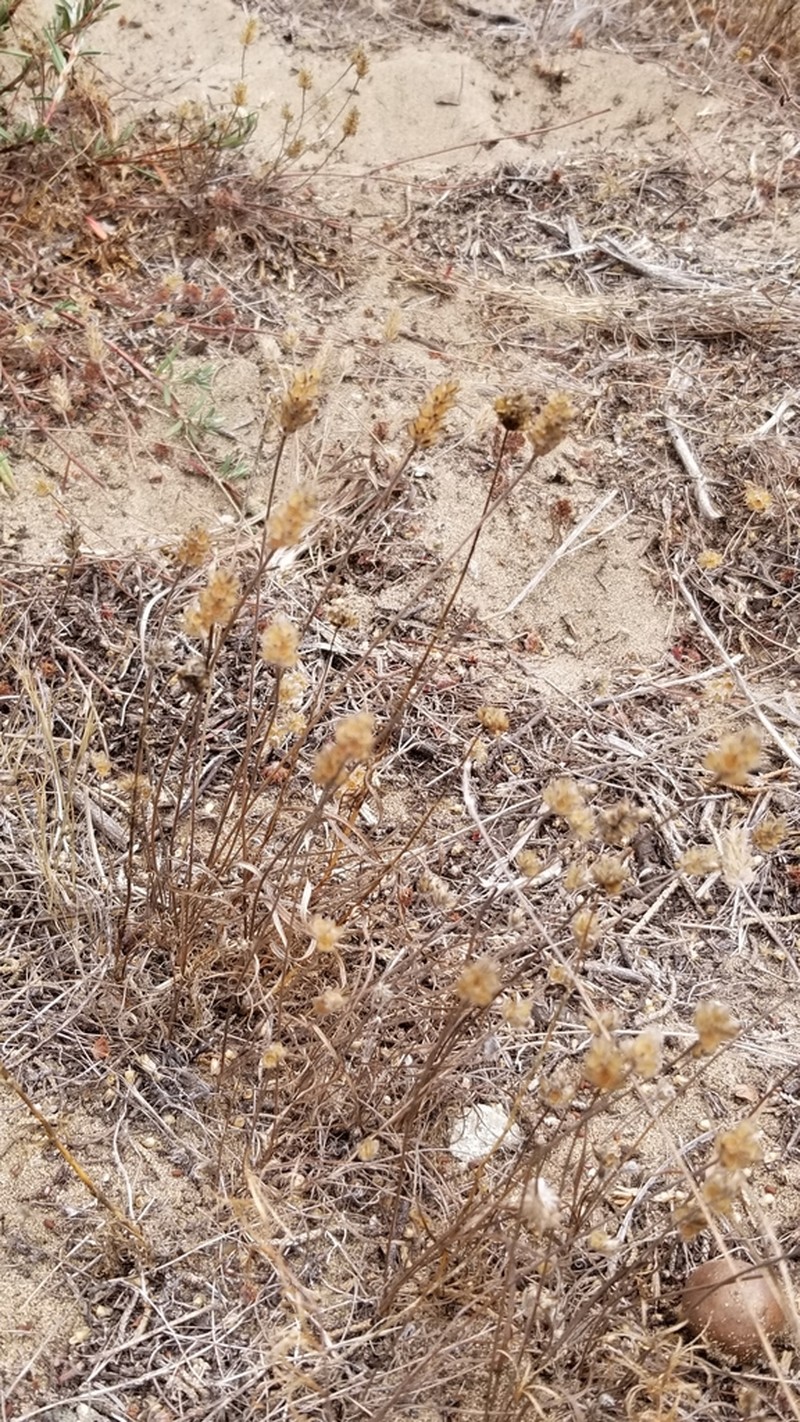 Dotseed Plantain photo 6
