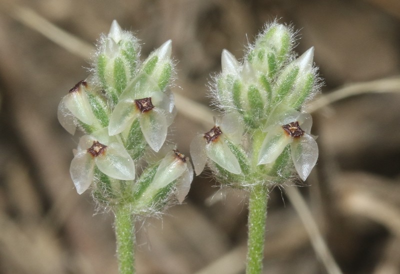Dotseed Plantain photo 7
