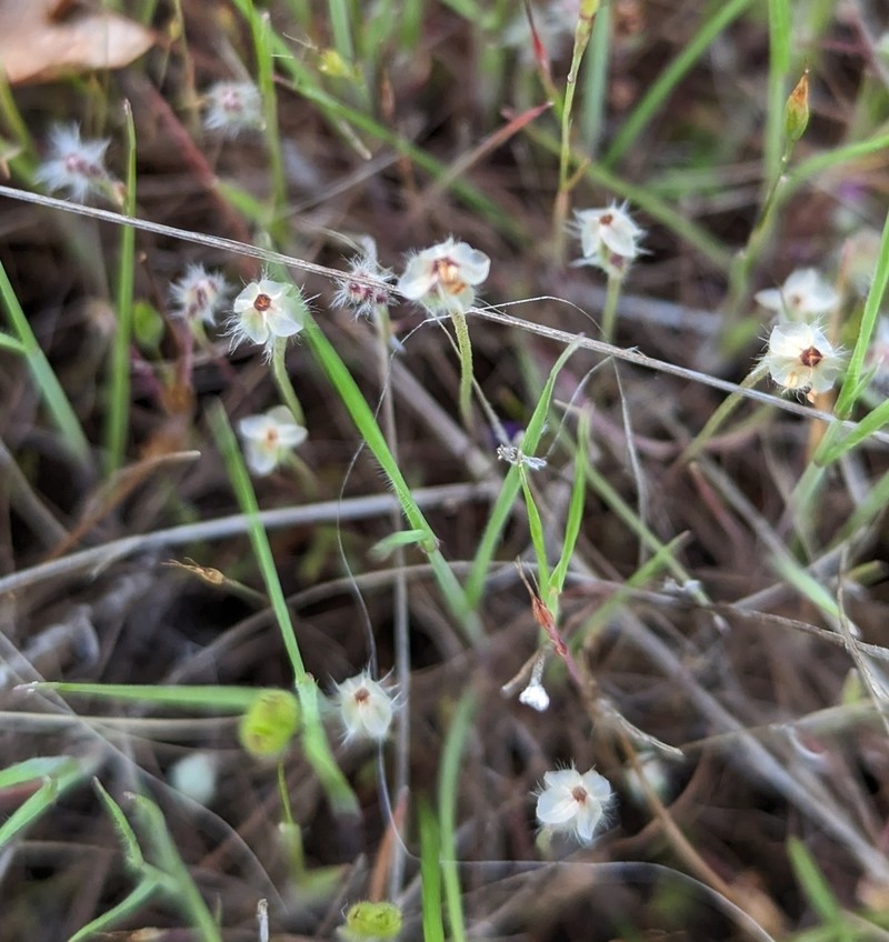 Dotseed Plantain photo 8