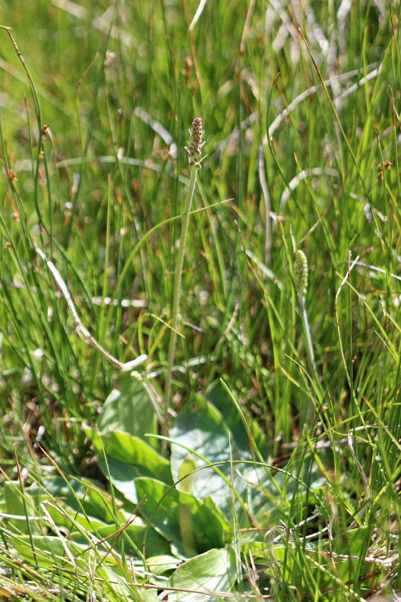 Redwool Plantain photo 4