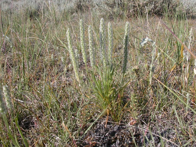 Redwool Plantain photo 2