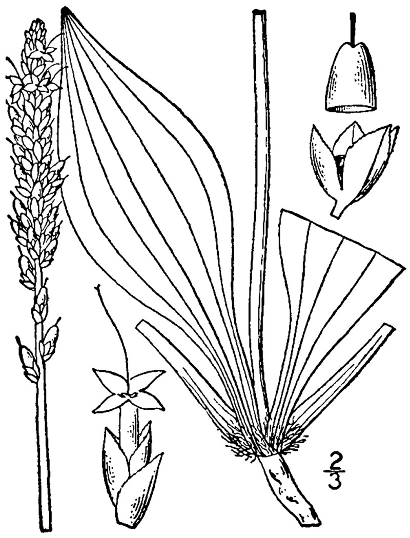 Redwool Plantain photo 3