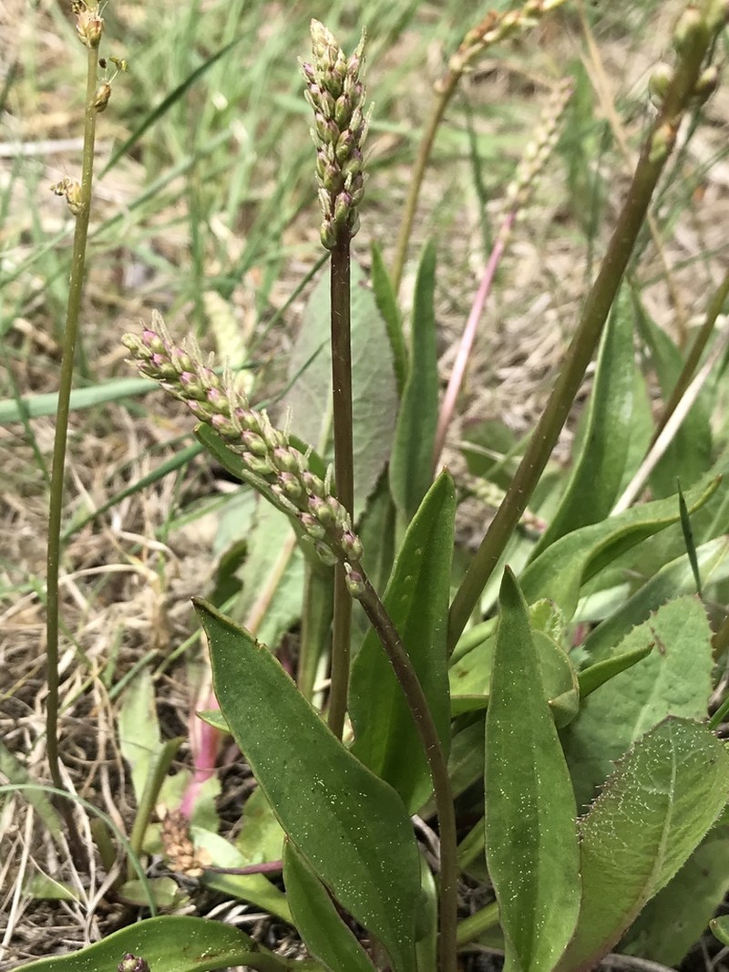 Redwool Plantain photo 2