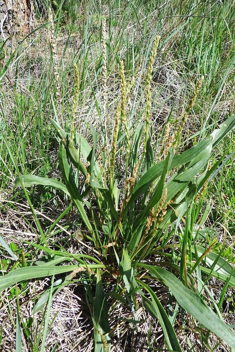 Redwool Plantain photo 3