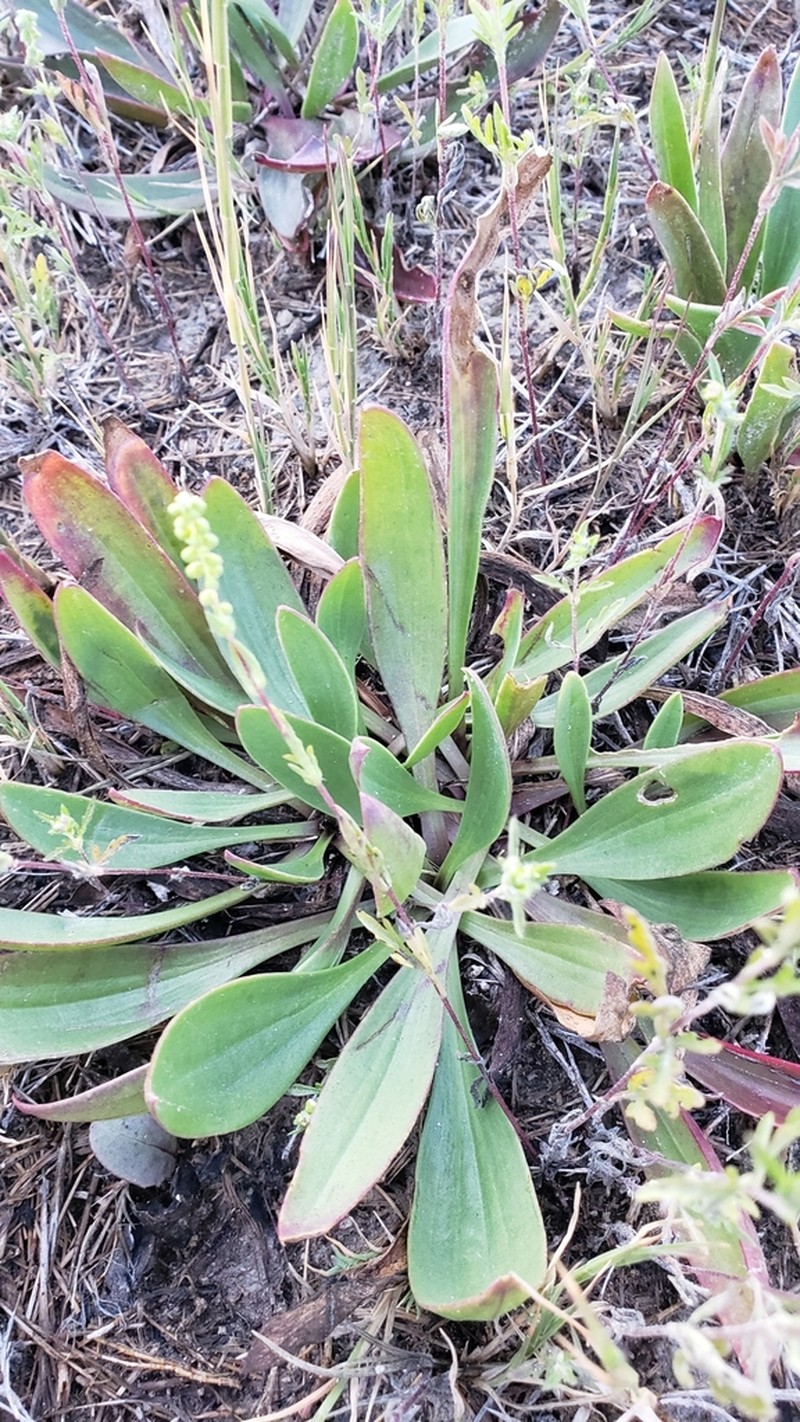 Redwool Plantain photo 4