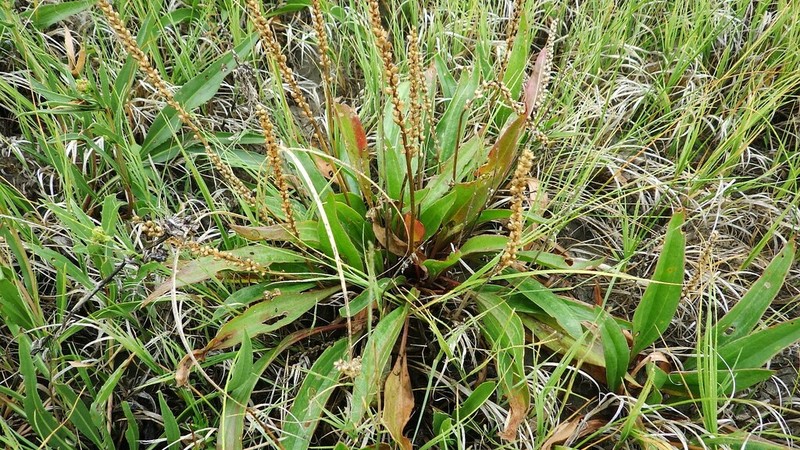 Redwool Plantain photo 5