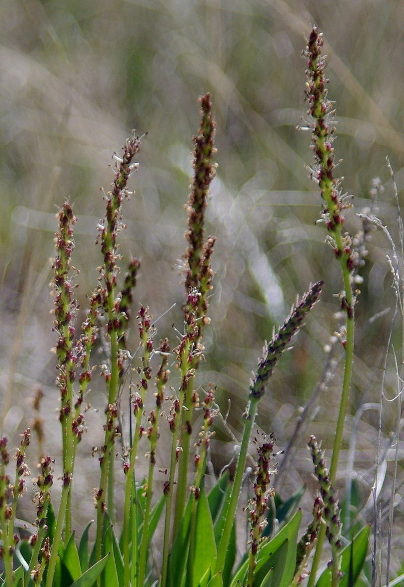 Redwool Plantain photo 6
