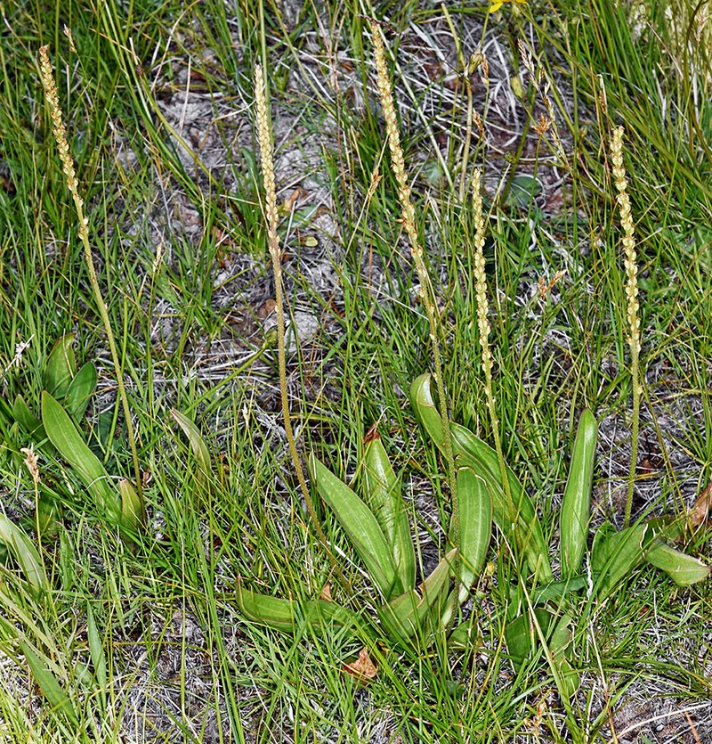 Redwool Plantain photo 7