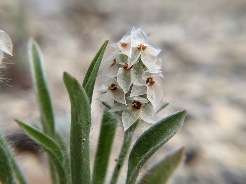 Heller's Plantain