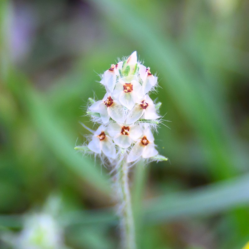 Heller's Plantain photo 3
