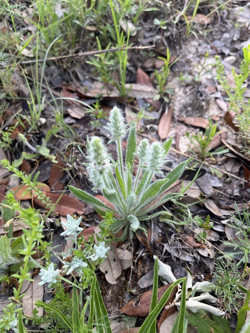 Heller's Plantain photo 4