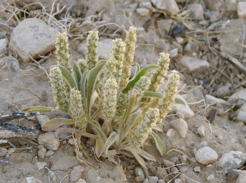Heller's Plantain photo 7